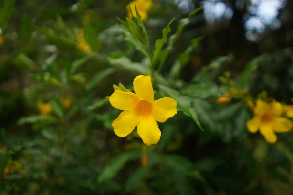 Jardins e rio em Monte Crista