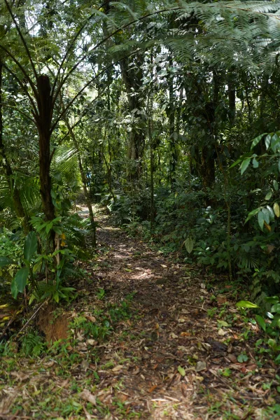 Trilha pela Mata Atlântica dentro do terreno de Monte Crista