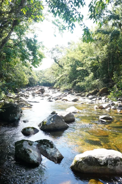 Vegetação da Mata Atlântica em Monte Crista