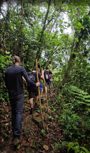 Caminhada em fila por dentro da floresta